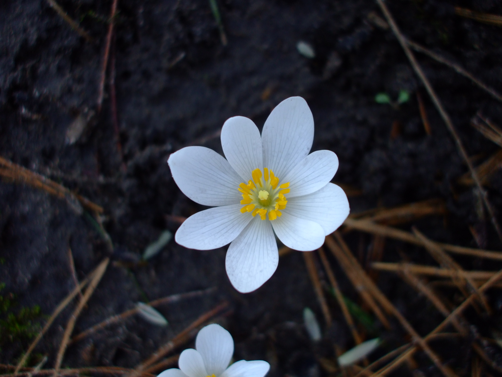 Sanguinaria canadensis